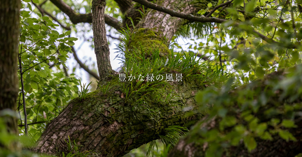 豊かな緑の風景